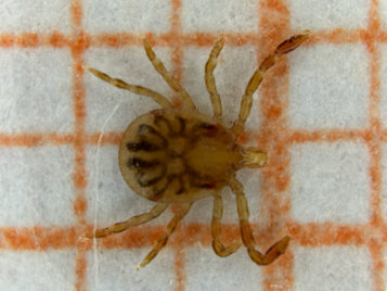 Amblyomma_cajennense