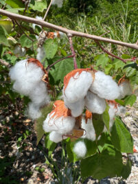 Gossypium_hirsutum