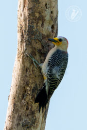 melanerpes_pygmaeus
