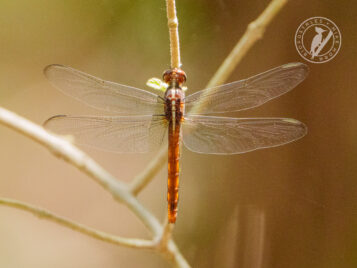orthemis_discolor