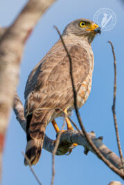 rupornis
