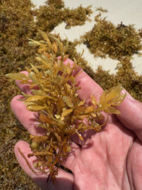 sargassum